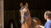 Foal-Sharing-1