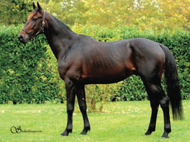 Part-Doberman-avec-saillie-2023