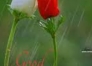 Test-by-Nidhi-0