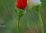 Nidhi-Test-1