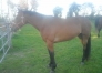 Pouliniere-a-vendre-1