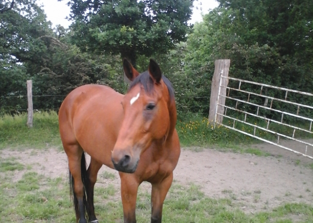 Pouliniere-a-vendre