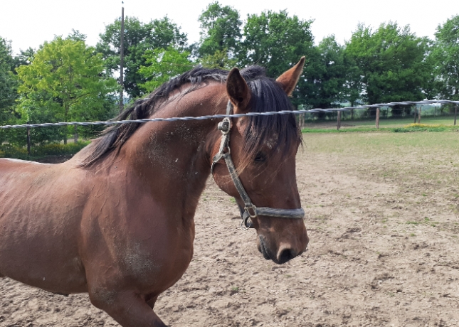 Vends-etalon-TABBY-POINT-