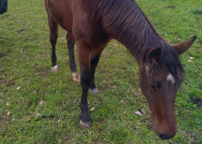 Part-de-yearling-a-vendre-2