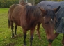 Part-de-yearling-a-vendre-1