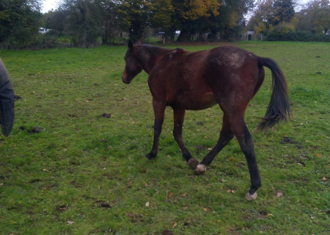 Part-de-yearling-a-vendre