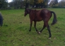 Part-de-yearling-a-vendre-0
