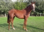 Pouliche-