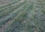 Foin-de-prairie-naturelle-2022-1