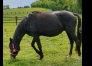 Etoile-du-domaine-0