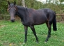 pouliche-trotteuse-de-3-ans-0