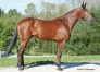 Saillie-BALTIC-CHARM-0