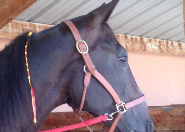 ENTRAINEUR-TROT-SUD-OUEST-1