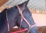 ENTRAINEUR-TROT-SUD-OUEST-1
