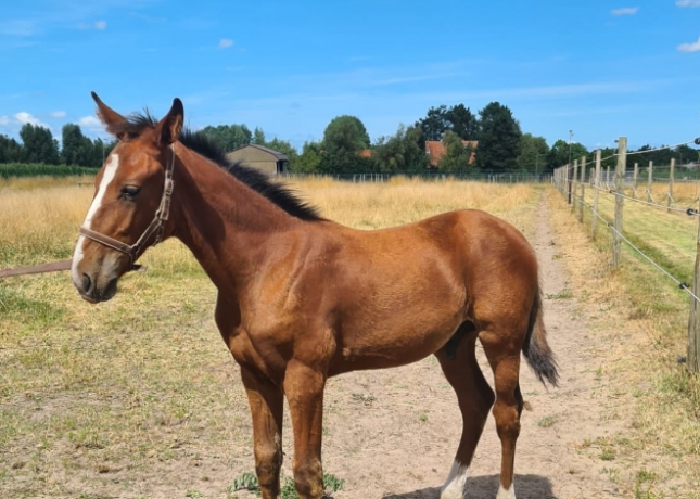 Poulain-a-vendre--Mistral-de-Source