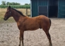 Poulain-a-vendre--Meteor-de-Source-0