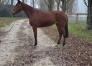 A-vendre-pouliche-inedite-6
