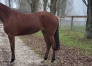 A-vendre-pouliche-inedite-2