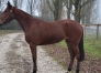 A-vendre-pouliche-inedite-1