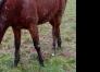 Poulain-j-0