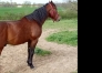 Poulain-j-1