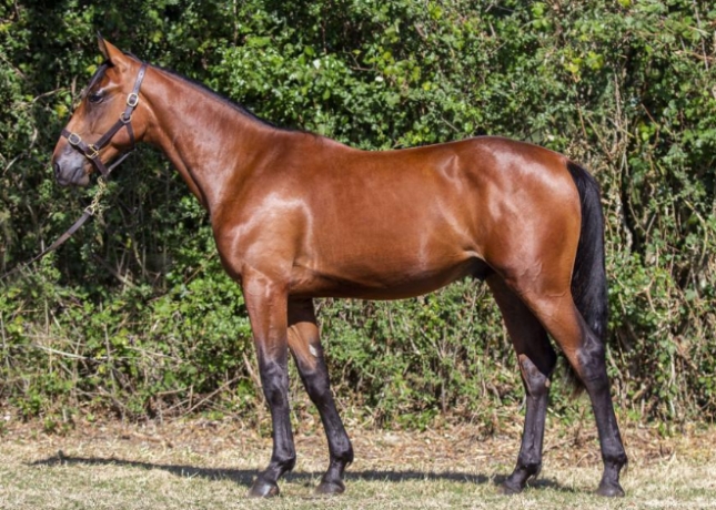 Vends-40-yearling-frere-de-semi-classique-en-pre-entrainement