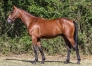 Vends-40-yearling-frere-de-semi-classique-en-pre-entrainement-0