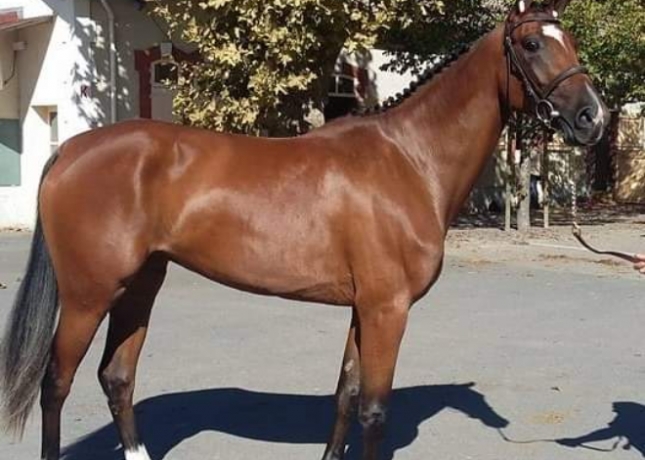FOAL-SHARING-FELICIANO