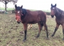 Minotaure-de-Brett-a-vendre-2