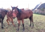 Minotaure-de-Brett-a-vendre-1