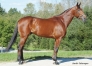 Saillie-Baltic-Charm-pour-2023-0