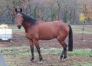 Saillie-Baltic-Charm-2023-1
