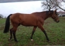 Saillie-Baltic-Charm-2023-0