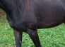 pouliche-trotteuse-1