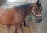 Tanis--seconde-categorie-par-Production--souche-rare-a-la-vente-1