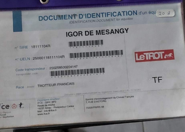Igor-de-mesangy-0