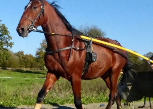 Parts-sur-2-males-L-par-SCIPION-DU-GOUTIER-0