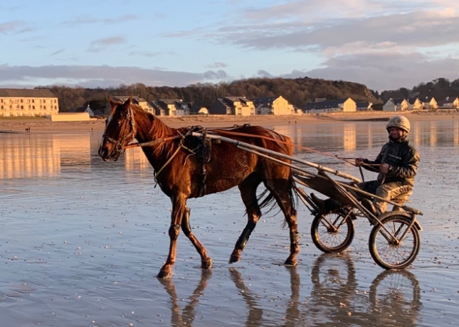 Recherche-chevaux-a-reessayer-dans-la-Manche