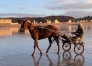 Recherche-chevaux-a-reessayer-dans-la-Manche-0