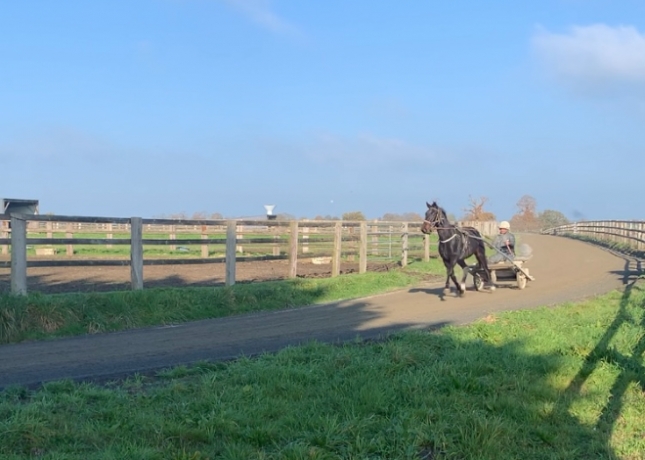 Pre-entrainement-trotteurs-dans-la-Manche