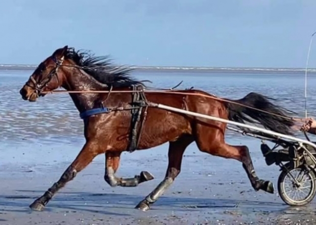 Essaye-chevaux-poulain-2