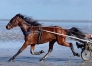 Essaye-chevaux-poulain-2