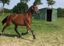 Essaye-chevaux-poulain-1