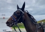 Essaye-chevaux-poulain-0