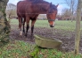 Chevaux-KALTO-DE-MIELOUI-0