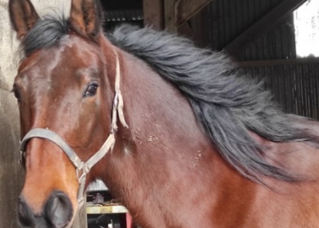 Poulinia¨re-maiden-par-Timoko-souche-Daisy-Chain