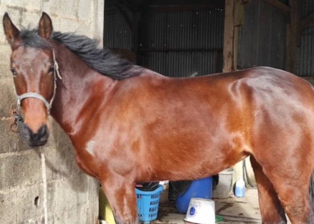 Poulinia¨re-maiden-par-Timoko-souche-Daisy-Chain-0