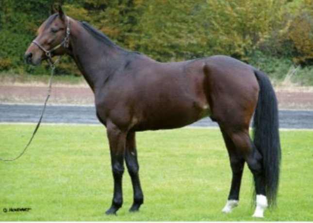 Echange-saillie-Magnificent-Rodney-2023