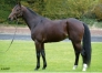 Echange-saillie-Magnificent-Rodney-2023-0