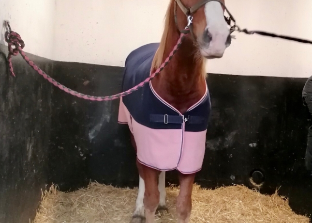 “I”-hongre-pere-quaker-jet-pret-a-courrir-2